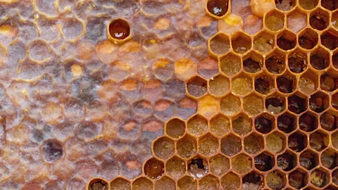 Slow motion of honey frame with open hexagonal cells with pollen and perga Video stock 159955929