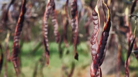 Slow motion of Honey locust tree pods. POV close up shot on a gimbal. Stock Footage 119401462