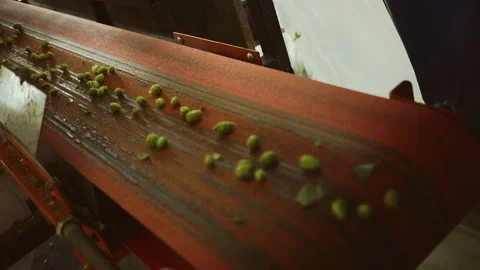 Slow Motion of Hops Machine to Separate the Cones from the Plant. Stock Footage 142766648