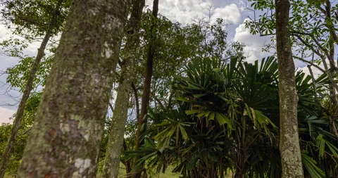 Slow motion horizon time lapse of Lush vegetation with deciduous and palm trees Stock Footage 148361838