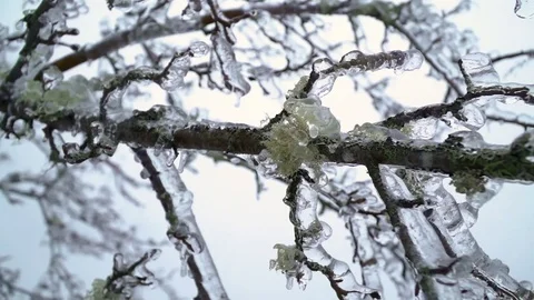 Slow Motion Horizontal Left to Right Pan of Ice on Mossy Tree Branches in Winter Stock Footage 74362257