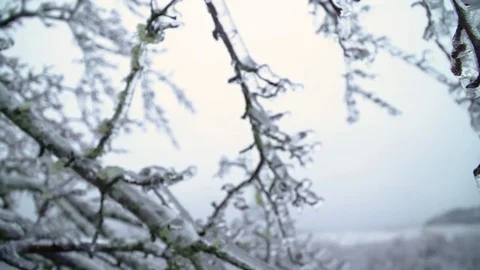 Slow Motion Horizontal Pan of Icy Tree Branches Dangling Winter Background Stock Footage