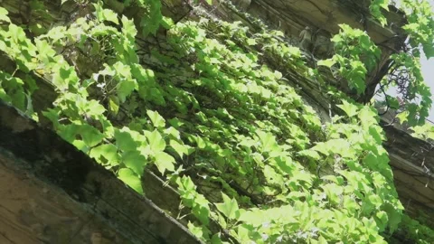 Slow motion horizontal view of green ivy leaves covering an old stone wall Stock Footage 342258626
