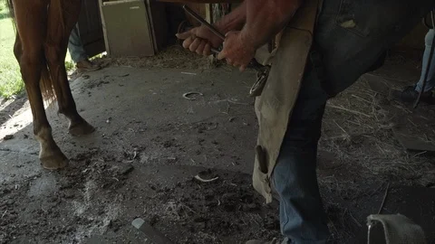 Slow motion of horse farrier using a nippers to trim a horse's hoof a Stock Footage 110521074