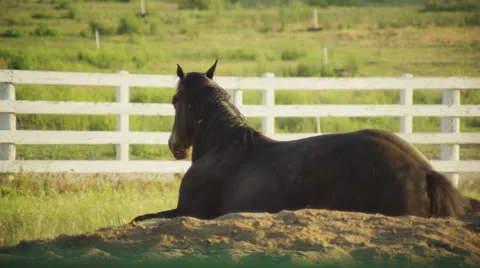 Slow motion horse getting up Stock Footage 67362836