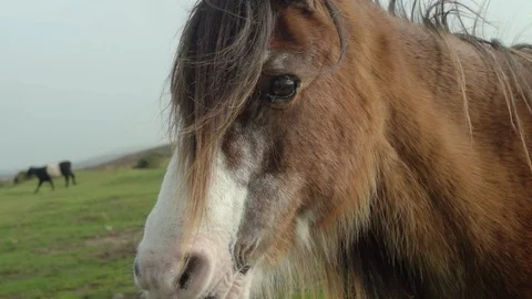 Slow-motion of a horse looking at the camera in close-up Stock Footage 88292327
