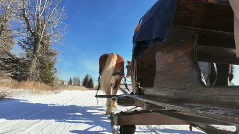 Slow motion horse pulling sleigh throw snowy aspen forest in Montana Stock Footage 279912957