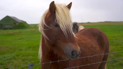 Slow Motion Horse Wind In The Rain Turns to Camera Behind Metal Wire Fence Stock Footage 256716500