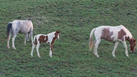 Slow motion. Horses and foals of different ages in the pasture. Rural landscape Stock Footage 239745101