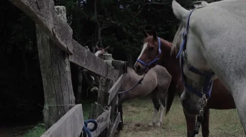 Slow Motion Horses In The Field Stock Footage 66809962