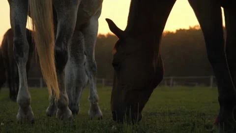 Slow Motion Horses  Stock Footage 286708312