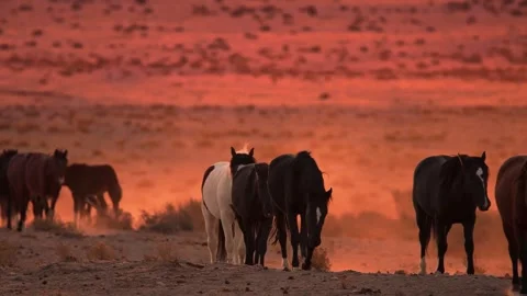 Slow Motion Horses  Stock Footage 286708511