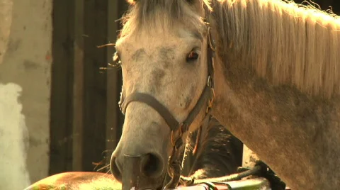Slow motion - Horses Tied to Post 1 動画素材 809170