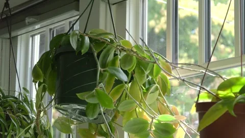 Slow motion of house plants hanging near a window Stockbeeldmateriaal 344476352