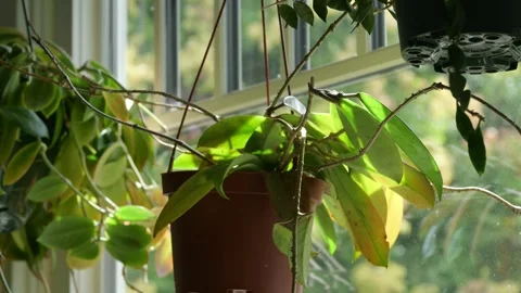 Slow motion of house plants hanging near a window Stock-Footage 344476472