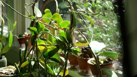 Slow motion of house plants hanging near a window Stock-Footage 344476515