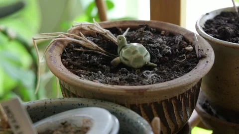 Slow motion of house plants hanging near a window Stock-Footage 344476520