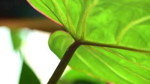 Slow motion of house plants hanging near a window Stock-Footage 344476534