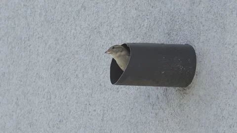 Slow motion of a house sparrow exiting an urban nesting pipe Vídeos de archivo 333983326
