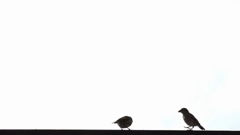 Slow motion: House sparrow joining another one to eat birdseed on a railing Stock Footage 94886033