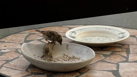Slow motion: House sparrow steps on the tail feathers of another one, bird seed Stock Footage 94432926