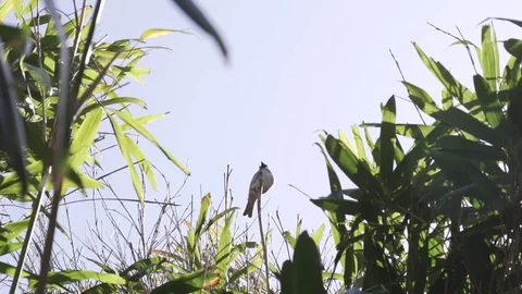 Slow motion of house sparrow taking off from twig 動画素材 76447544