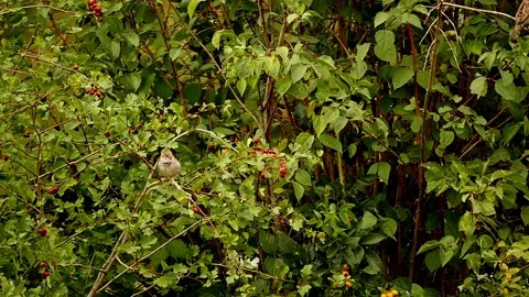 Slow-motion: house sparrow taking off from a dog rose, bird in late summer Video stock 138585524