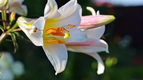 Slow motion of Hoverflies feast on sweet nectar on a delicate white lily flower Stock Footage 164098328