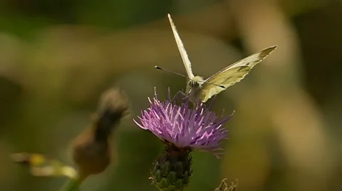 Slow motion Hoverfly and butterfly on a Knapweed flower. Stock Footage 42404635