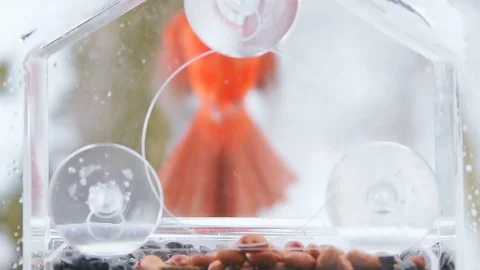 Slow motion of hovering red northern male cardinal bird, feeder, snowing Stock Footage 98616065