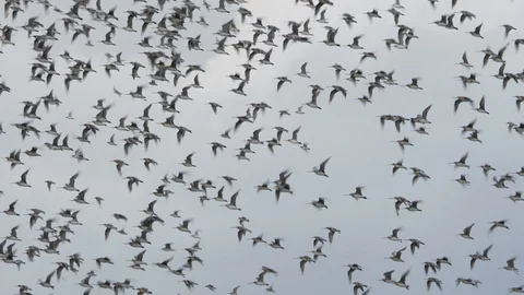 Slow motion huge flock of bar-tailed godwits in flight Stock Footage 104158493