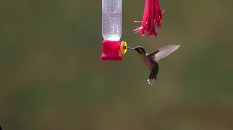 Slow Motion Hummingbird Stock Footage 47156001