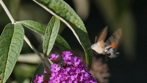 Slow motion of a hummingbird hawk-moth nectaring on Budleija blossoms Stock Footage 126347089
