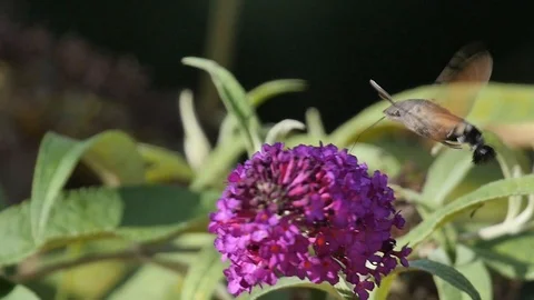 Slow motion of a hummingbird hawk-moth nectaring on Budleija Stock Footage 126347104