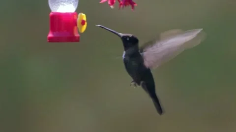 Slow Motion Hummingbirds Stock Footage 47156045