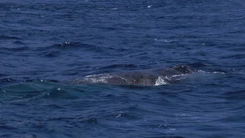 Slow Motion: Humpback Whale Blowing in Ogasawara Stock Footage 332764535