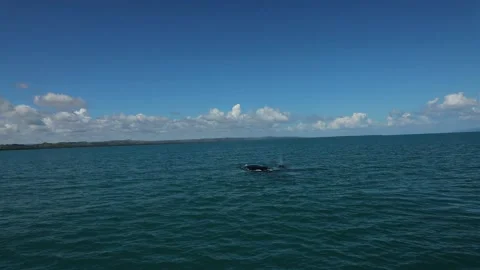 Slow motion of a Humpback whale breaching and spinning in the water. Stock Footage 202017945