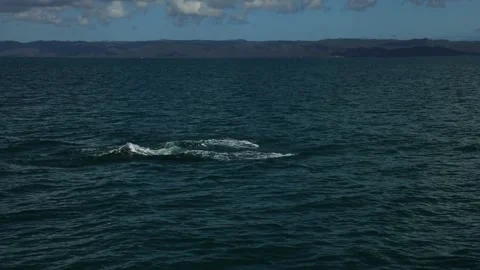 Slow motion of a Humpback whale showing out of the water in Dominican Republic. Stock Footage 202017396