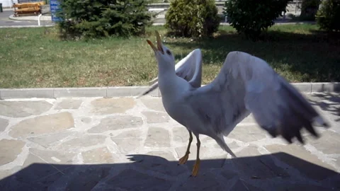 Slow motion hungry bird seagull catches pieces of food in the air. Stock Footage 113354860