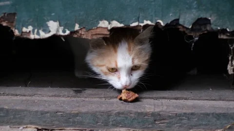 Slow motion: Hungry stray cat coming out of shelter and eating, Beijing, China. Stock Footage 114644347