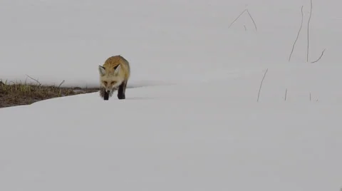 Slow motion hunting red fox creeps towards camera across snowfield and sits Video stock 63192029