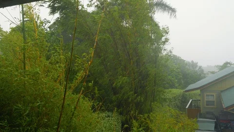 Slow Motion Hurricane Winds and Rain Bamboo Trees Wide, 4K Stock Footage 100998894
