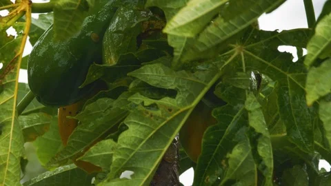 Slow Motion Hurricane Winds and Rain Papaya Tree Close Up, 4K Stock-Footage 101000375