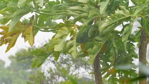 Slow Motion Hurricane Winds and Rain Papaya Tree Medium, 4K Stock-Footage 101000769