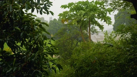 Slow Motion Hurricane Winds and Rain Papaya Tree Wide, 4K Stock Footage 101000864