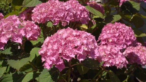 Slow motion: Hydrangea flower bush, blowing in the wind. Video stock 91928515