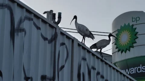 Slow motion Ibis birds next to BP logo in Sydney 4K Stockbeeldmateriaal 201911053