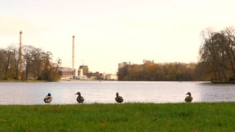 Slow-motion image of ducks near the water during a windy day, Berlin, Germany. Video stock 127220760