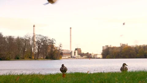 Slow-motion image of ducks near the water during a windy day, Berlin, Germany. Video stock 127220859
