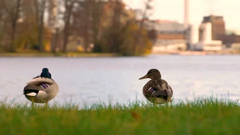 Slow-motion image of ducks near the water during a windy day, Berlin, Germany. Stock Footage 127220898